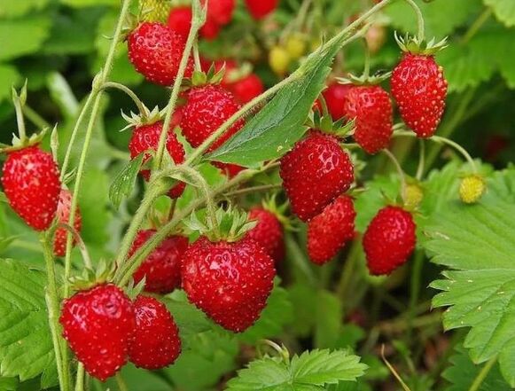 Fraises