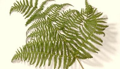 Herbes pour traiter les parasites dans le corps
