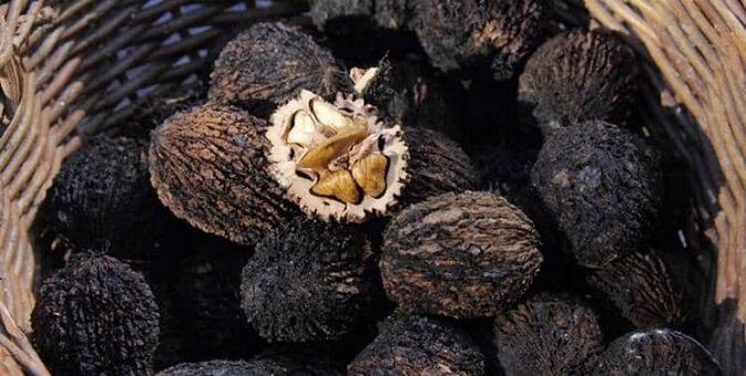 Noyer noir pour traiter les parasites dans le corps
