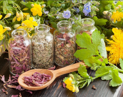 Herbes antiparasitaires pour éliminer les vers