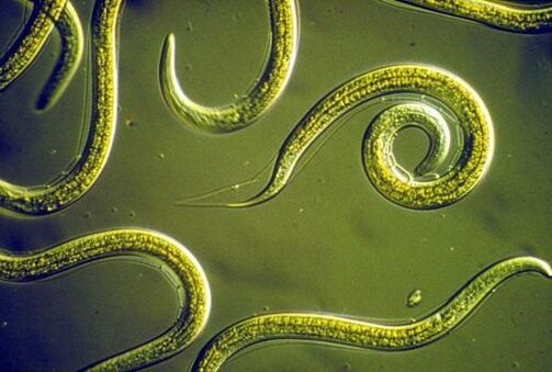 Vers ronds parasites qui vivent dans l'intestin grêle humain